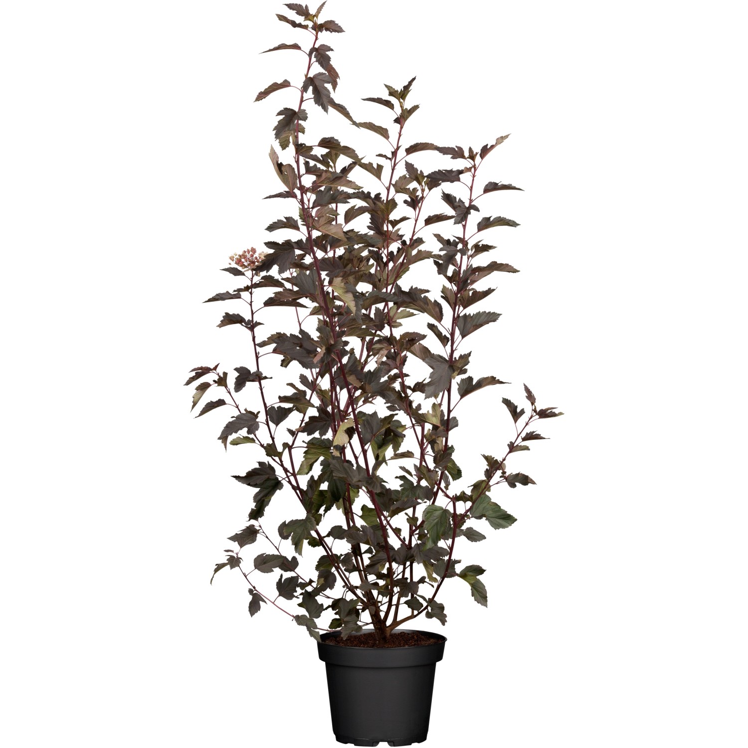OBI Blasen-Spiere Stamm Mix Höhe ca. 60 - 80 cm Topf ca. 10 l