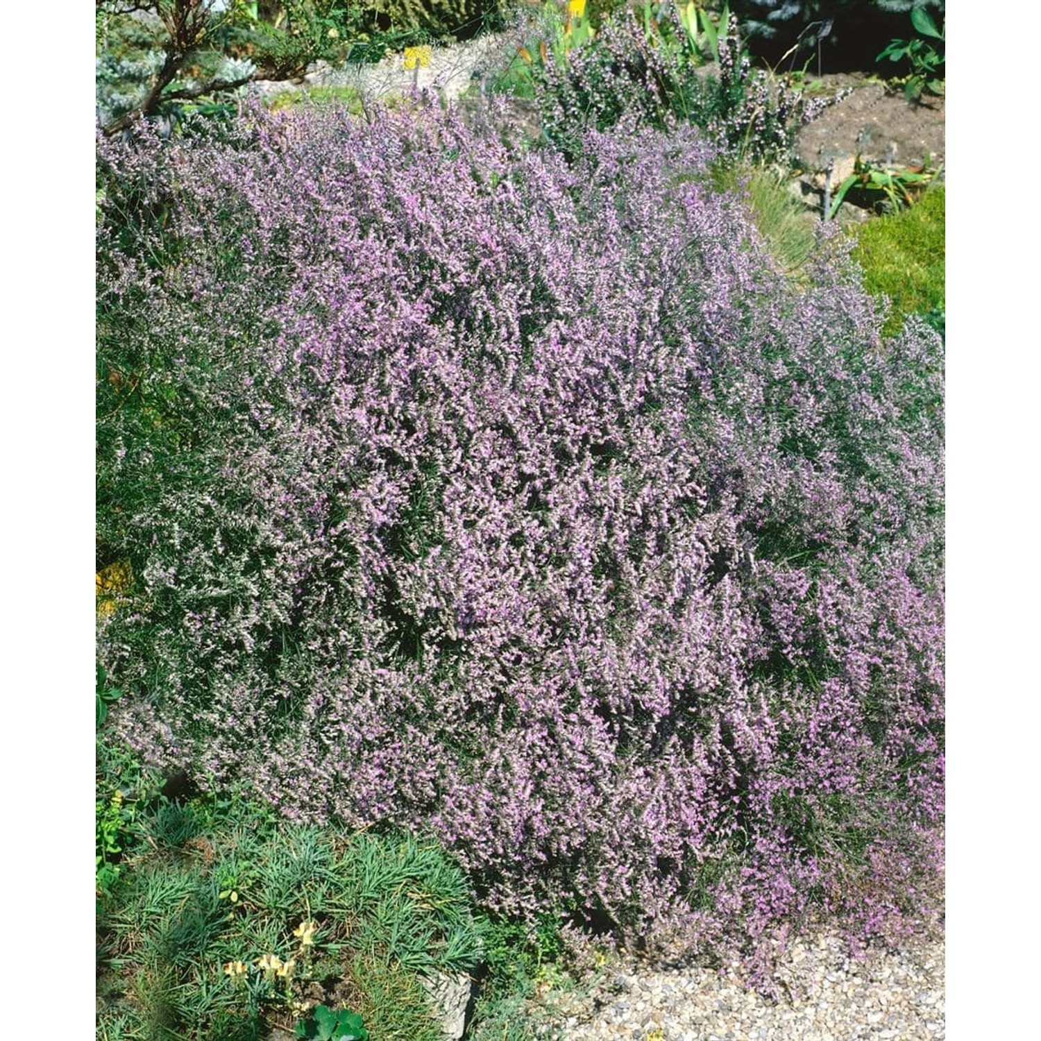 Breitblättriger Strandflieder (Limonium latifolium) mit violetten Blüten im 9x9 cm Topf.