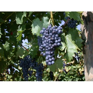 Weinrebe Vitis Vinifera Regent mit reifen, blauen Trauben und grünen Blättern.