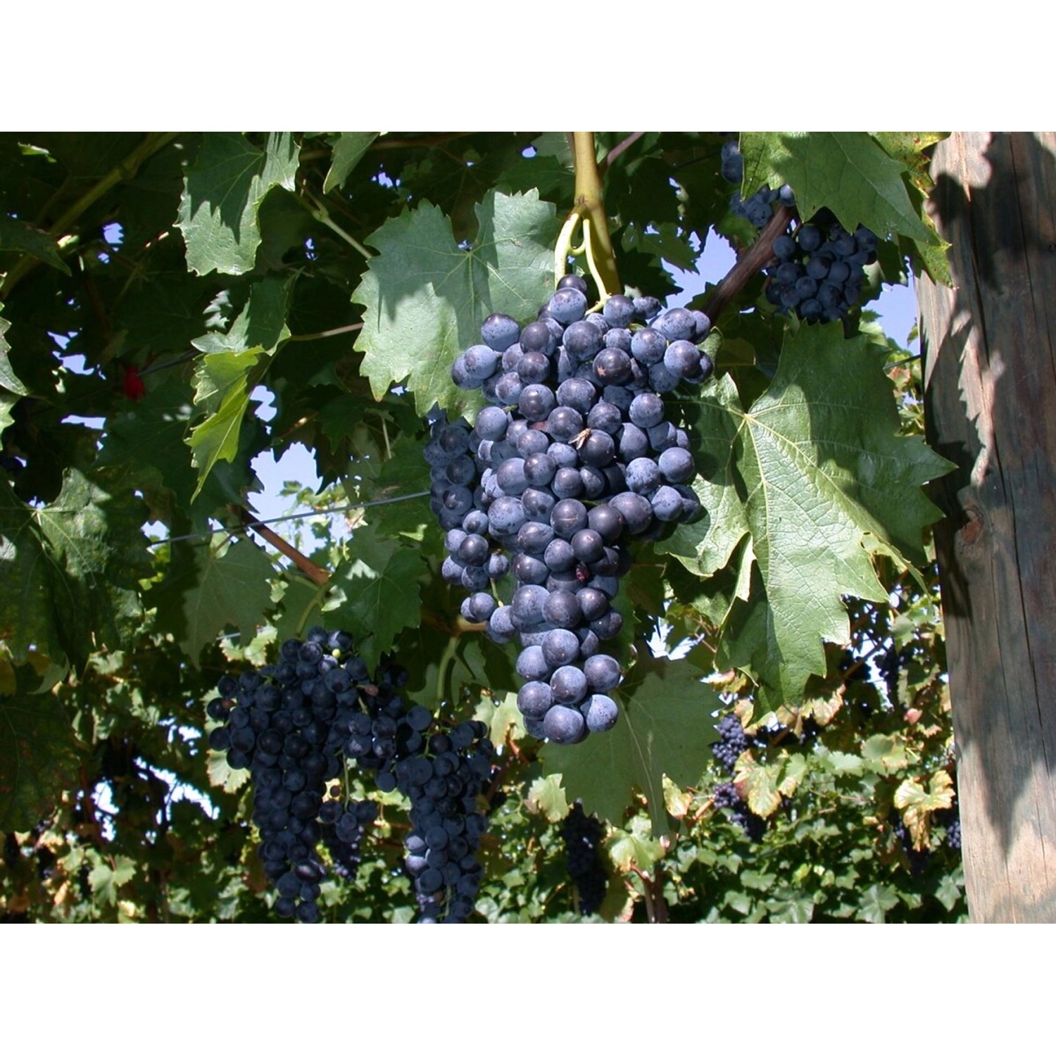 Vitis Vinifera Regent Weinrebe 100–150 cm günstig online kaufen
