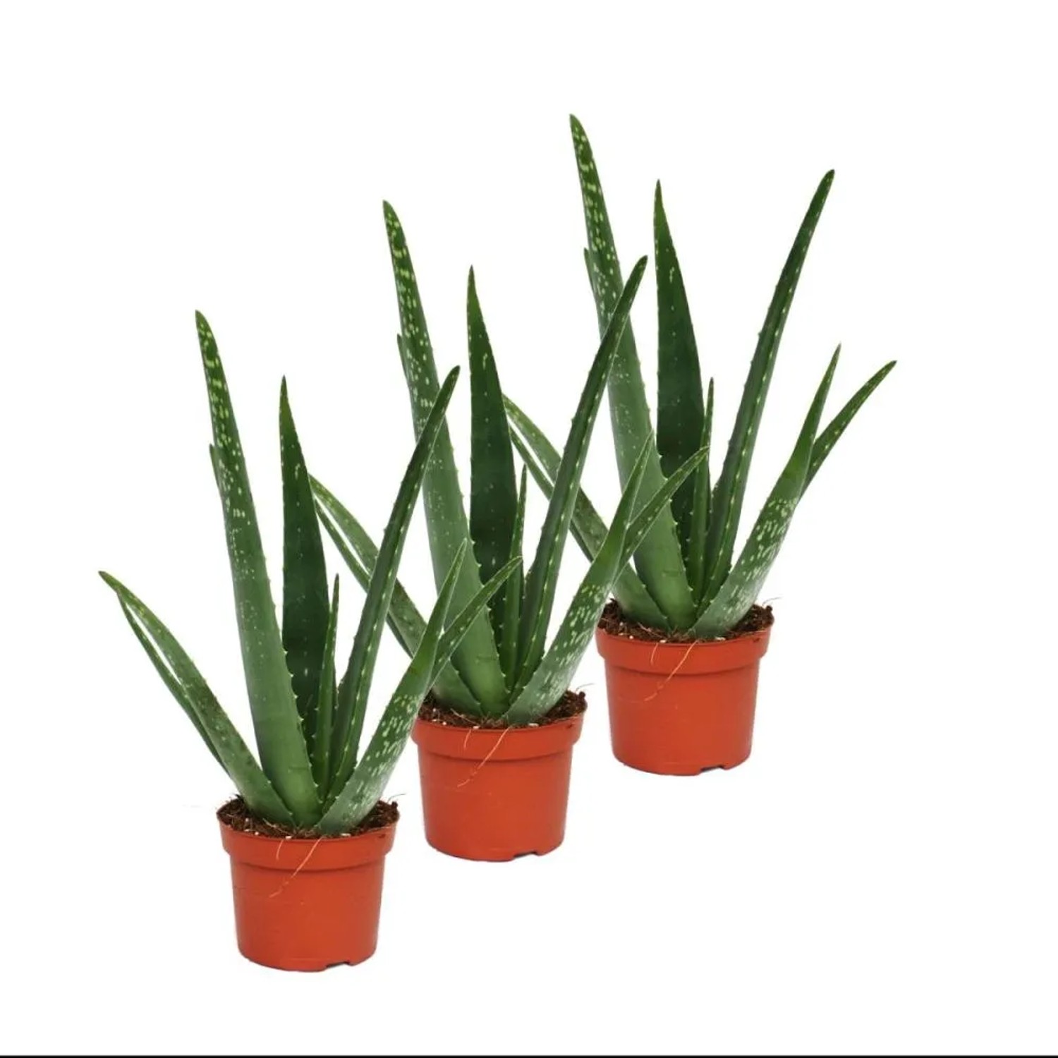 3er Set Aloe Vera Sukkulenten, ca. 2 Jahre alt, im 10,5cm Topf.