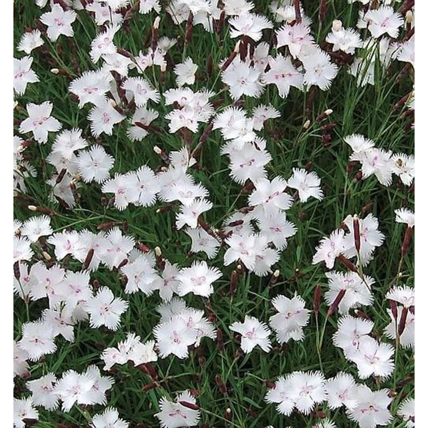 Federnelke Greystone - Dianthus plumarius günstig online kaufen