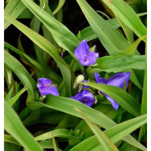 Dreimasterblume 'I. C. Weguelin' mit blauen Blüten und grünen Blättern.