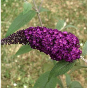 Nahaufnahme eines violetten Sommerflieders der Sorte Funky Fuchsia.