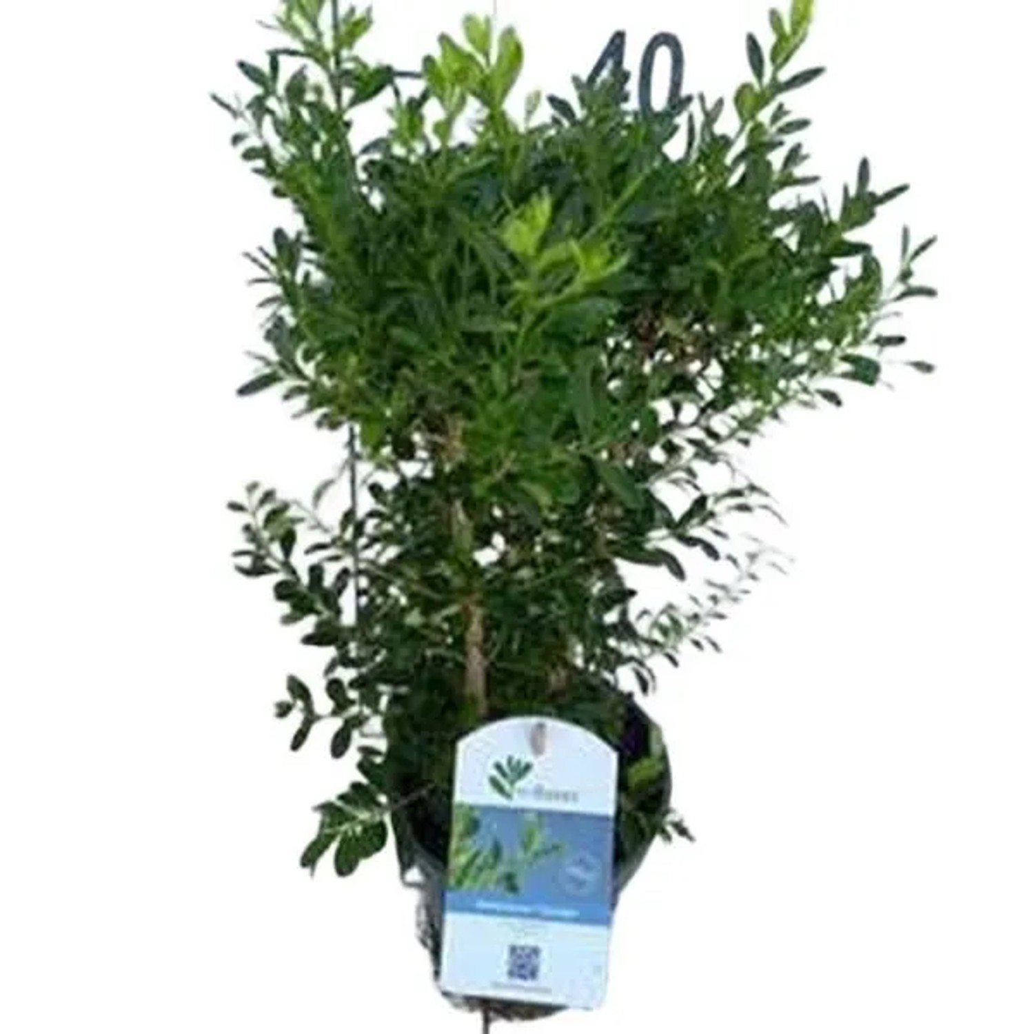 BetterBuxus SkylightBuxus betterbuxus 'Skylight'30-40 cm in ContainerSchimmelresistent
