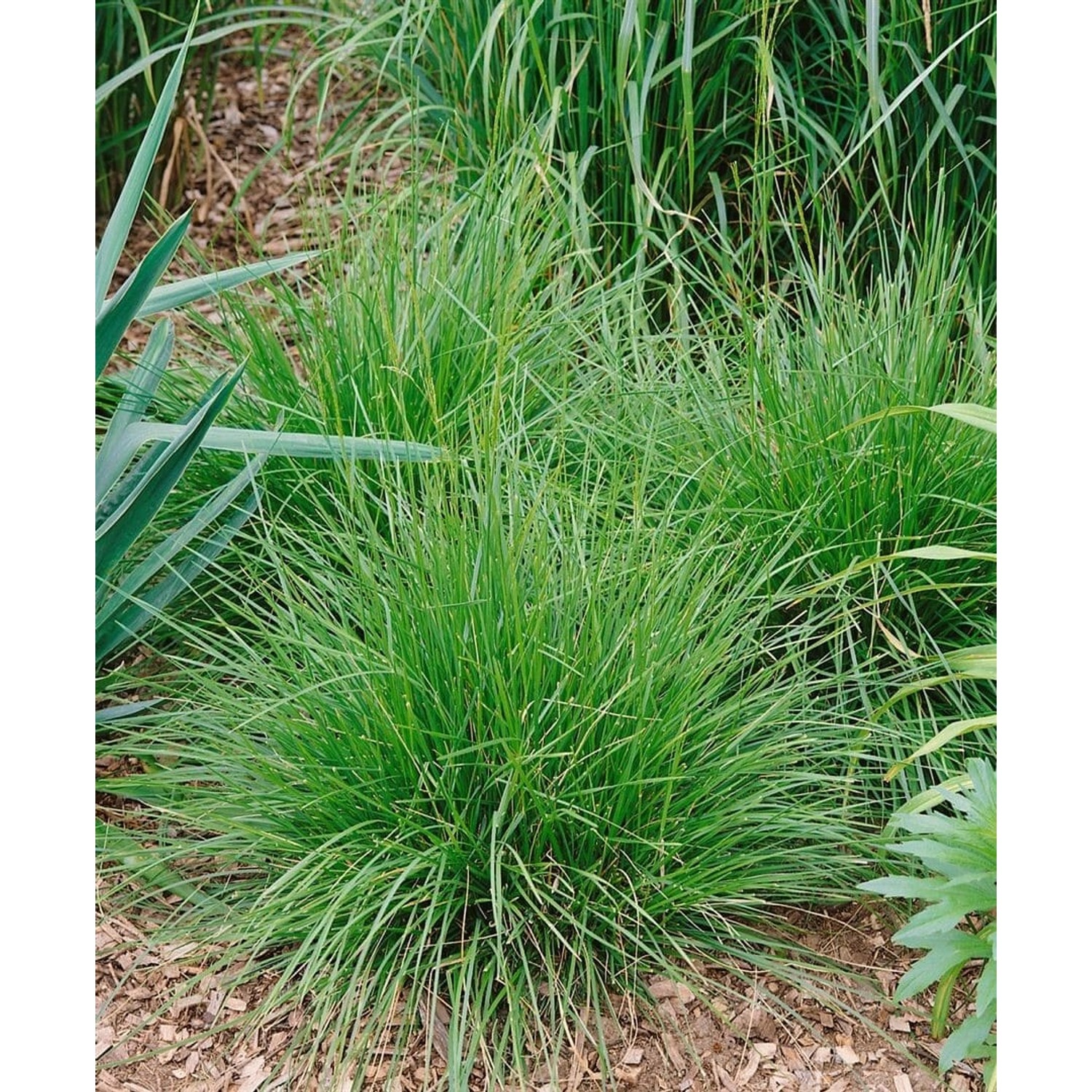 Deschampsia Cespitosa Tauträger Rasen-Schmiele 40–60 cm günstig online kaufen