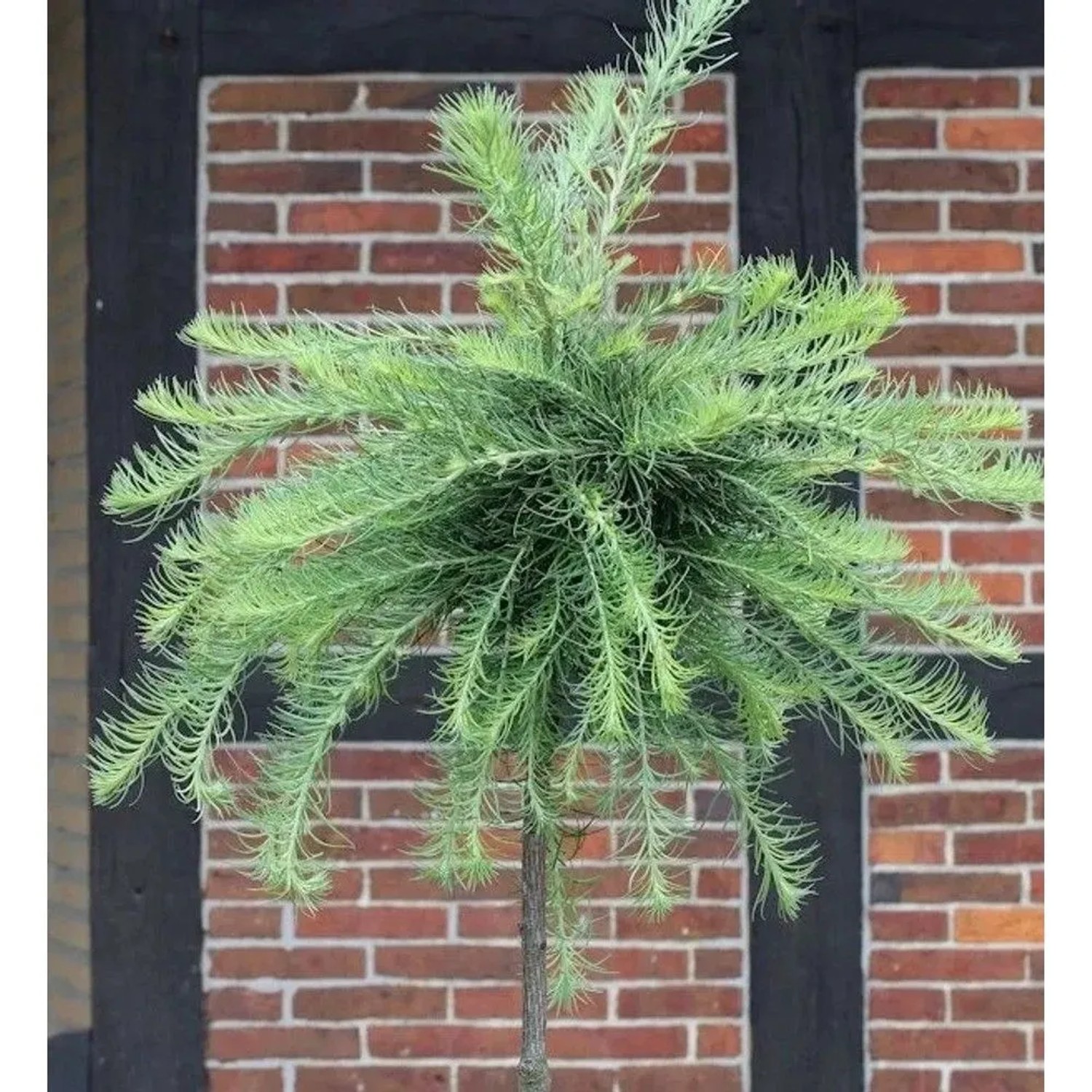 Hochstamm Europäische Zwerg Lärche Kornik 100-125cm - Larix kaempferi