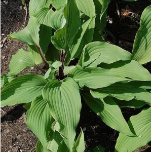 Lanzenblattfunkie Red October - Hosta lancifolia