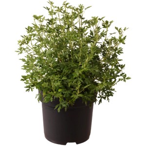 Blut-Johannisbeere 'Oregon Snowflake' im Topf, ca. 40 cm hoch, grüne Blätter.