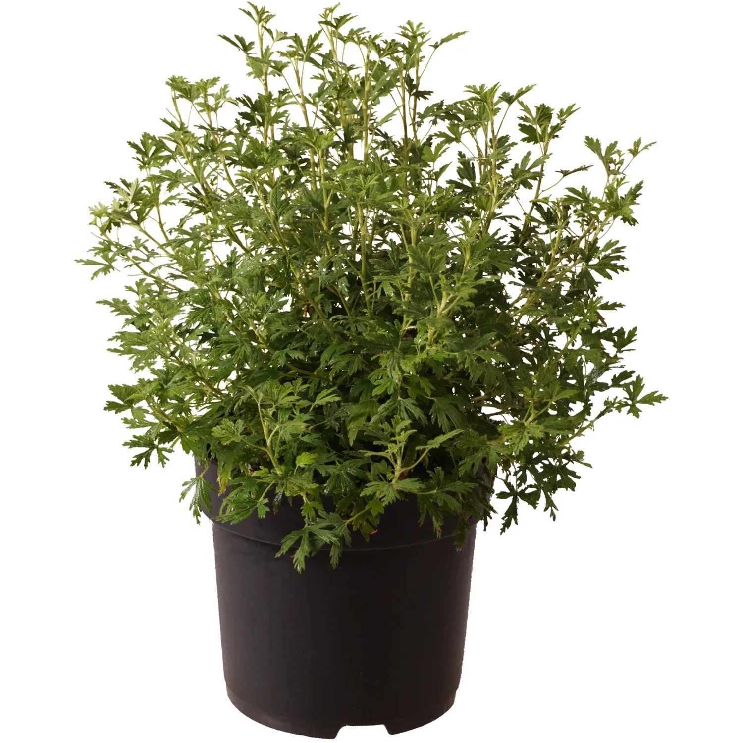 Blut-Johannisbeere "Oregon Snowflake" Höhe ca. 40 cm Topf ca. 4,5 l Ribes