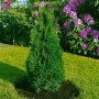Grüne Thuja 'Holmstrup' Heckenpflanze, 100-125 cm hoch, im Garten.