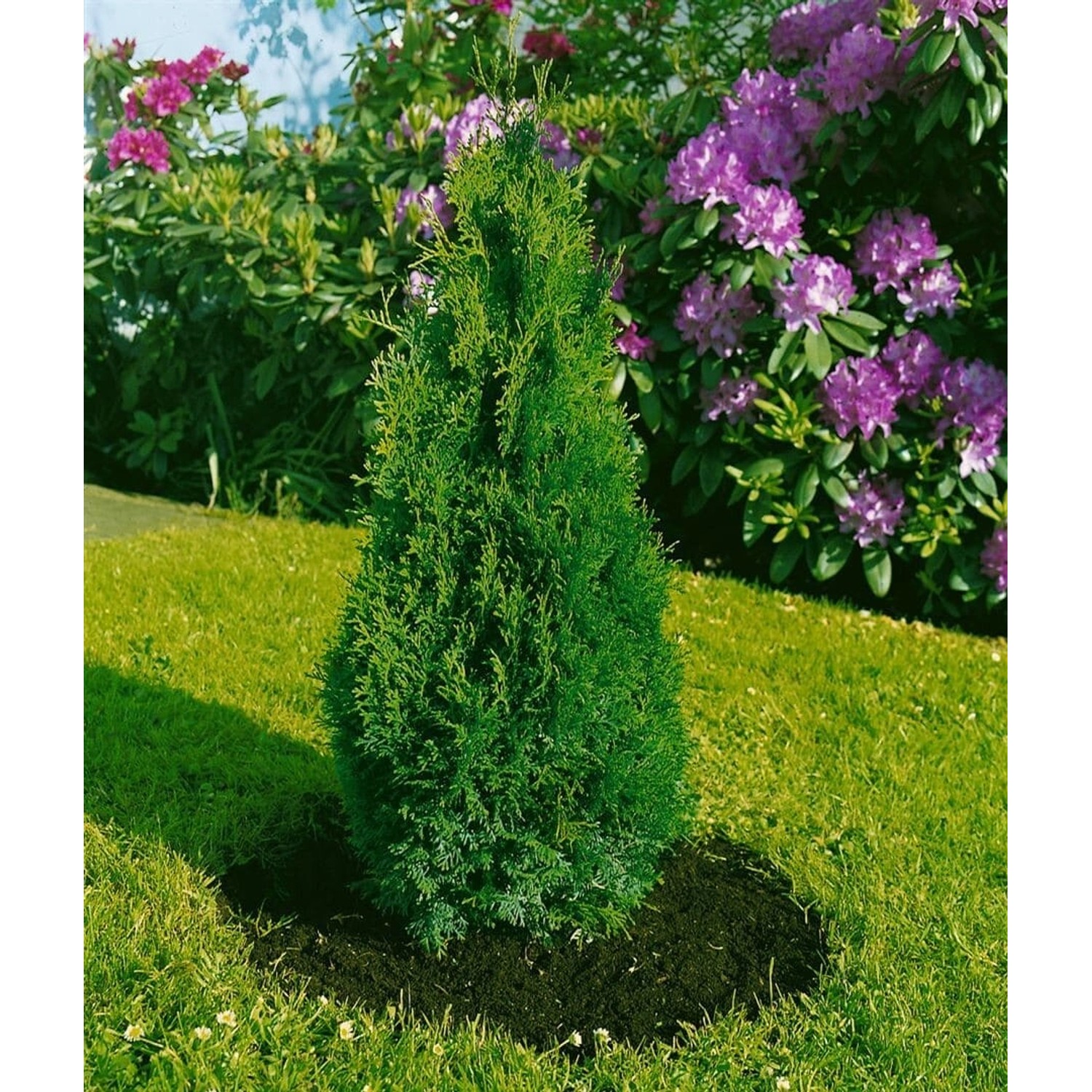 Thuja occidentalis 'Holmstrup' 100-125 cm günstig online kaufen