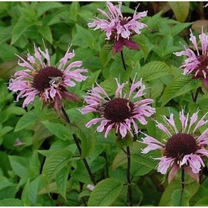 Nahaufnahme der Indianernessel 'Beauty of Cobham', eine Staude mit rosa Blüten.