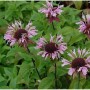 Nahaufnahme der Indianernessel 'Beauty of Cobham', eine Staude mit rosa Blüten.