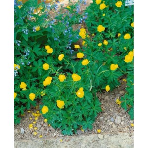 Leuchtend gelbe Trollblume 'Lemon Queen' im 11x11 cm Topf. Ideal für Beet und Rabatte.