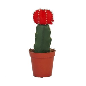 Exotenherz Erdbeerkaktus (Gymnocalycium mihanovichii) im roten Topf.