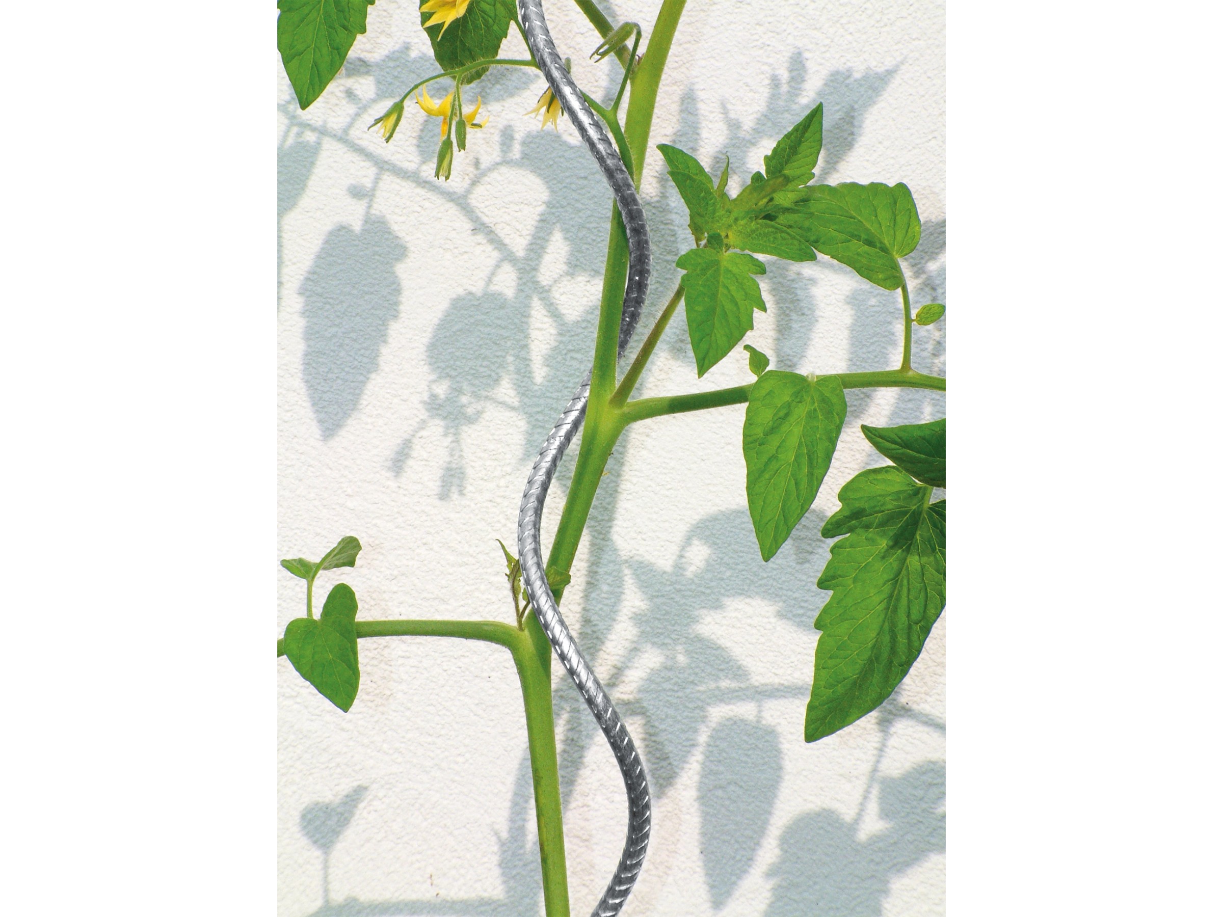 Pflanzstbe 180 Cm Bellissa Tomatenspirale 170 Cm  Aluminium Pflanzstab  12mm Fr Anzucht, Wetterfest & Wiederverwendbar