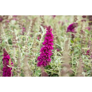 Magenta Schmetterlingsstrauch Buzz: Kompakte Buddleja davidii mit leuchtenden Blüten.