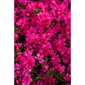 Nahaufnahme des Rhododendron Obtusum Melina mit rosa Blüten.