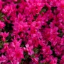 Nahaufnahme des Rhododendron Obtusum Melina mit rosa Blüten.