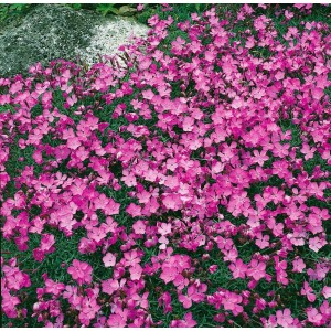 Blühende, rosa Pfingstnelke (Dianthus gratianopolitanus 'La Bourboule') im 9x9 cm Topf.