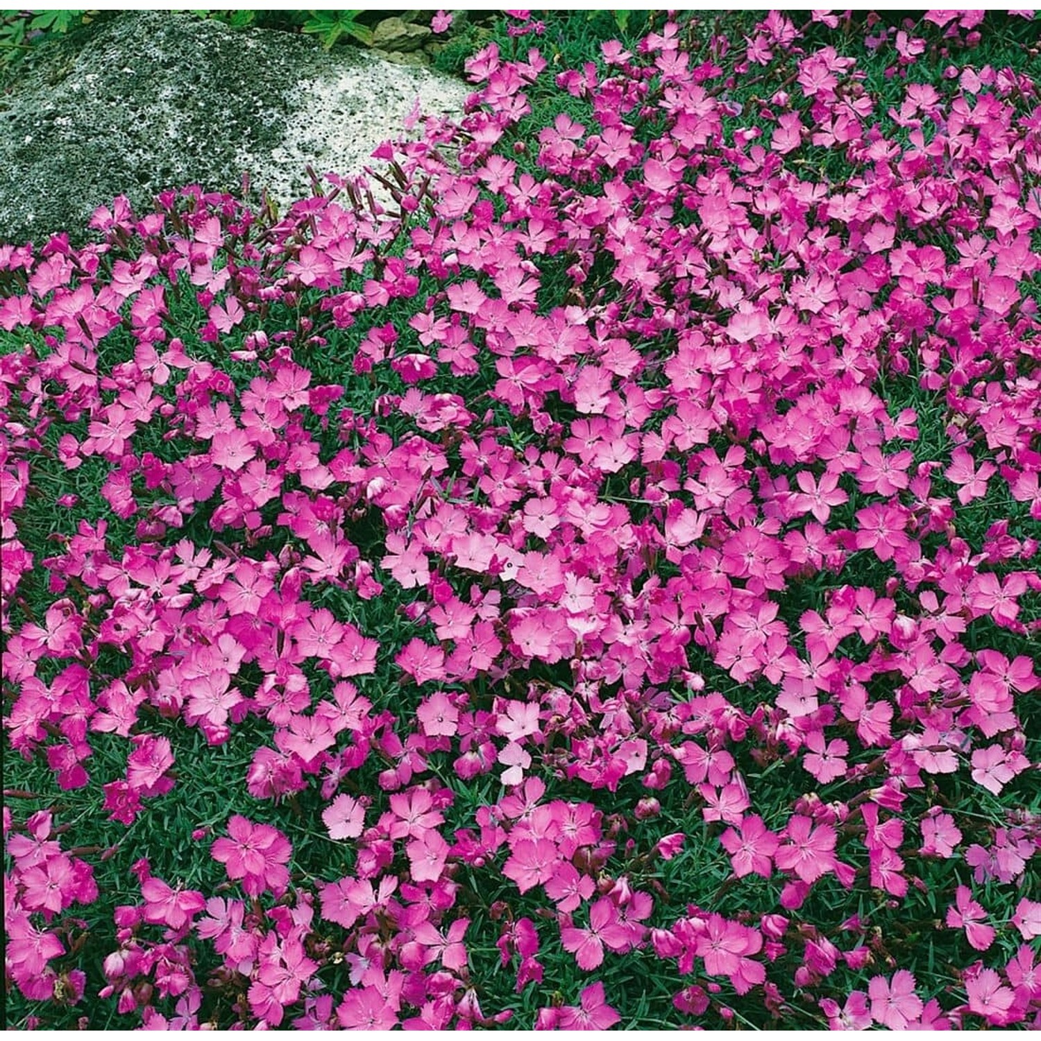 Dianthus Gratianop. La Bourboule Pfingstnelke Ca. 9x9 cm Topf günstig online kaufen