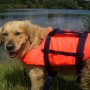 Hund mit orangefarbener Seilflechter Schwimmweste (15-40 kg) am See.