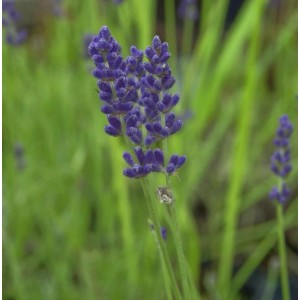 Nahaufnahme von blühendem, echtem Lavendel (Lavandula angustifolia) mit violetten Blüten.