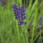Nahaufnahme von blühendem, echtem Lavendel (Lavandula angustifolia) mit violetten Blüten.