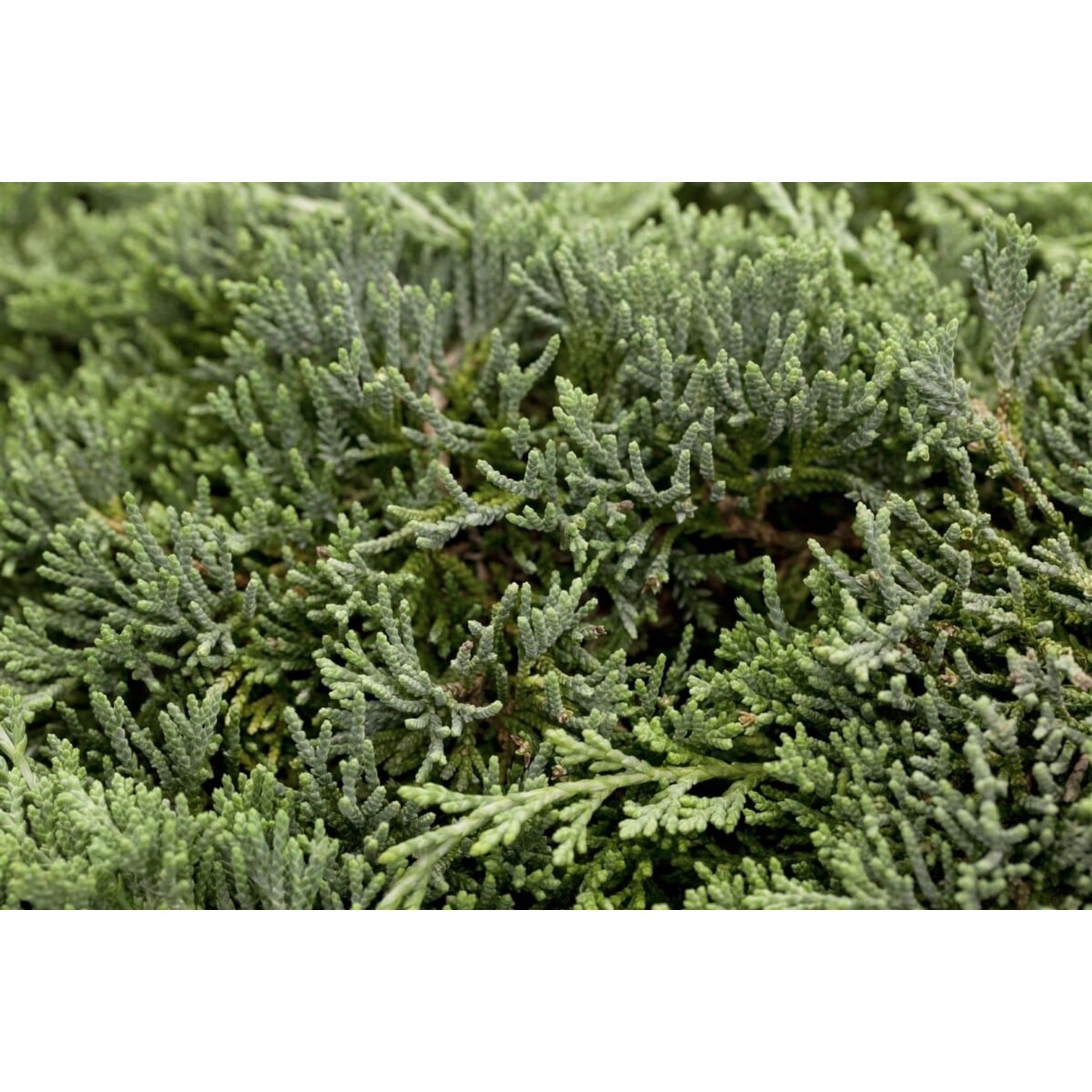Juniperus Horizontalis Icee Blue Kriech-Wacholder Blau 20–25 cm günstig online kaufen