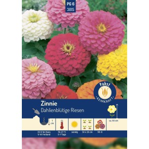 Pabst Keimkraft Zinnie Dahlienblütige Riesen Saatgut mit Blüten in verschiedenen Farben.