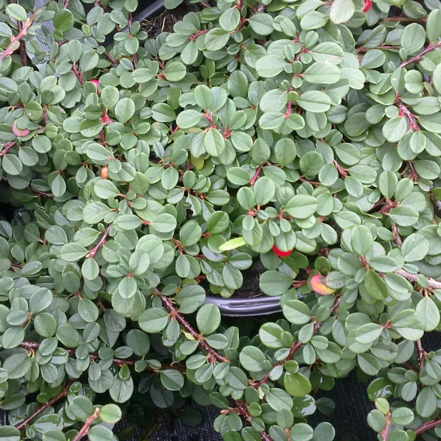 Teppichmispel 'Streibs Findling' Cotoneaster Procumbens 15 bis 20 cm im Container Kompakt Wachsend