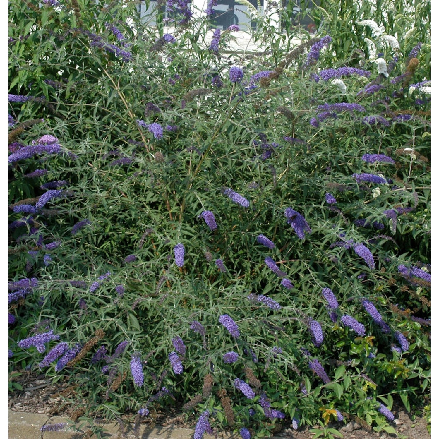 Sommerflieder Lochinch 80-100cm - Buddleja günstig online kaufen