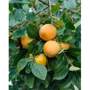 Diospyros Kaki 'Ernesto' Hausbaum mit orangefarbenen, reifen Kakifrüchten und grünen Blättern.