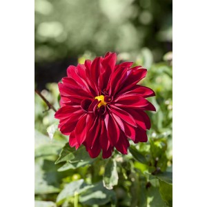 Nahaufnahme der dunkelroten Dahlie 'Dahlietta Patty' mit gelber Mitte, eine dekorative Sommerpflanze.