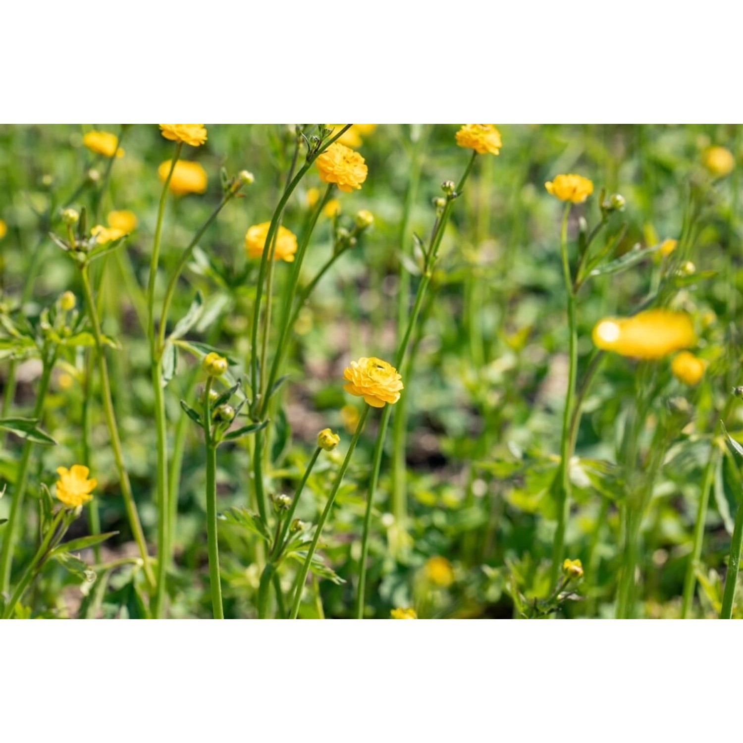 Ranunculus Acris Multiplex Scharfer Hahnenfuß Ca. 9x9 cm Topf günstig online kaufen