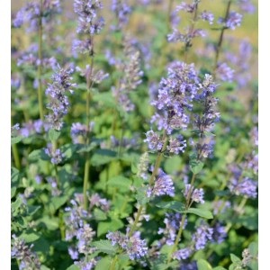 Blühende Katzenminze 'Zinsers Giant' (Nepeta grandiflora) im Garten, Nahaufnahme.