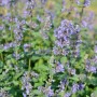 Blühende Katzenminze 'Zinsers Giant' (Nepeta grandiflora) im Garten, Nahaufnahme.