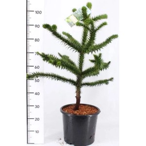 Affenbaum (Araucaria araucana) im Topf, ca. 80-90 cm hoch. Winterfeste Andentanne als Hausbaum.
