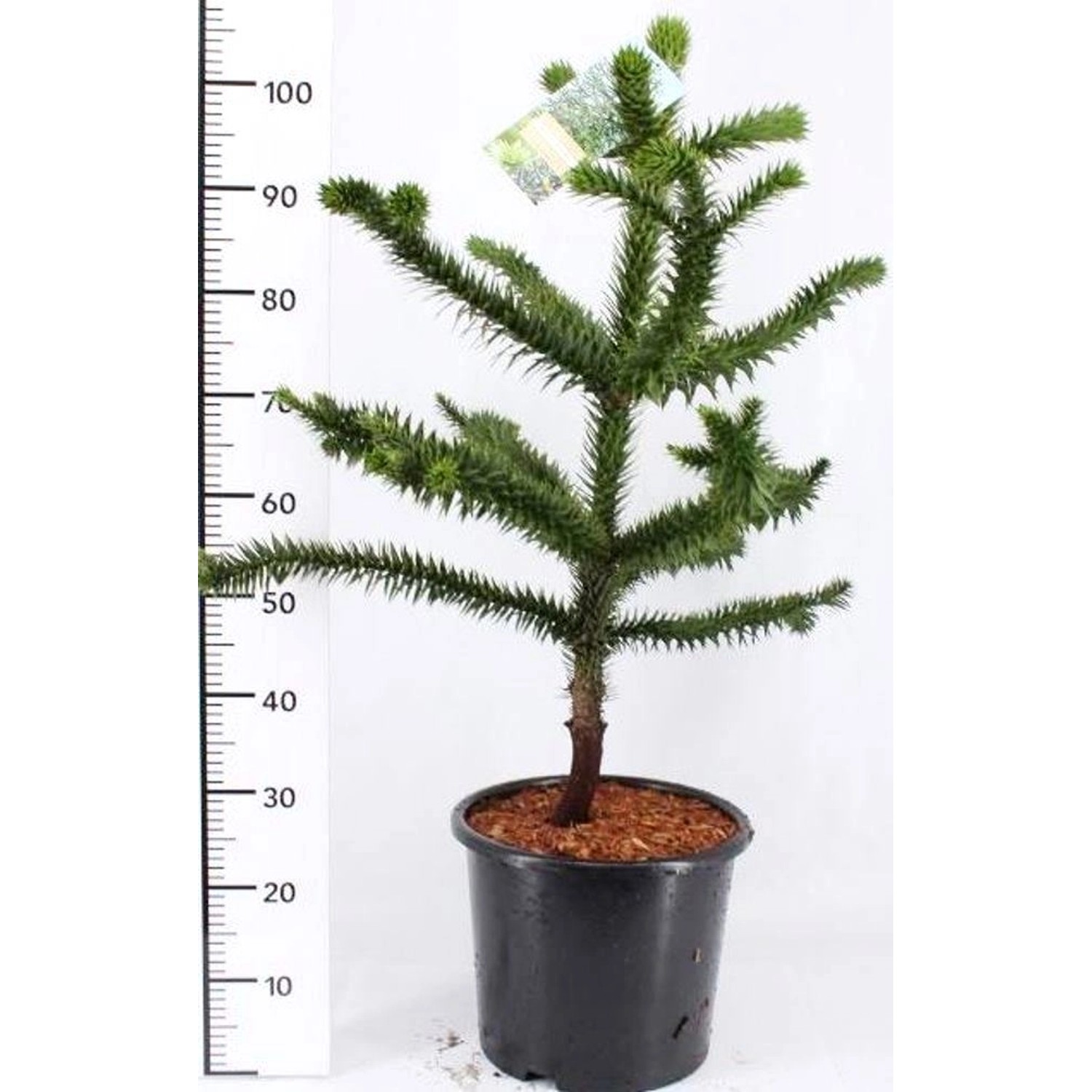 Pflanzen-Boering  Araucaria Araucana Affenbaum Andentanne Gesamthöhe 80-90 günstig online kaufen