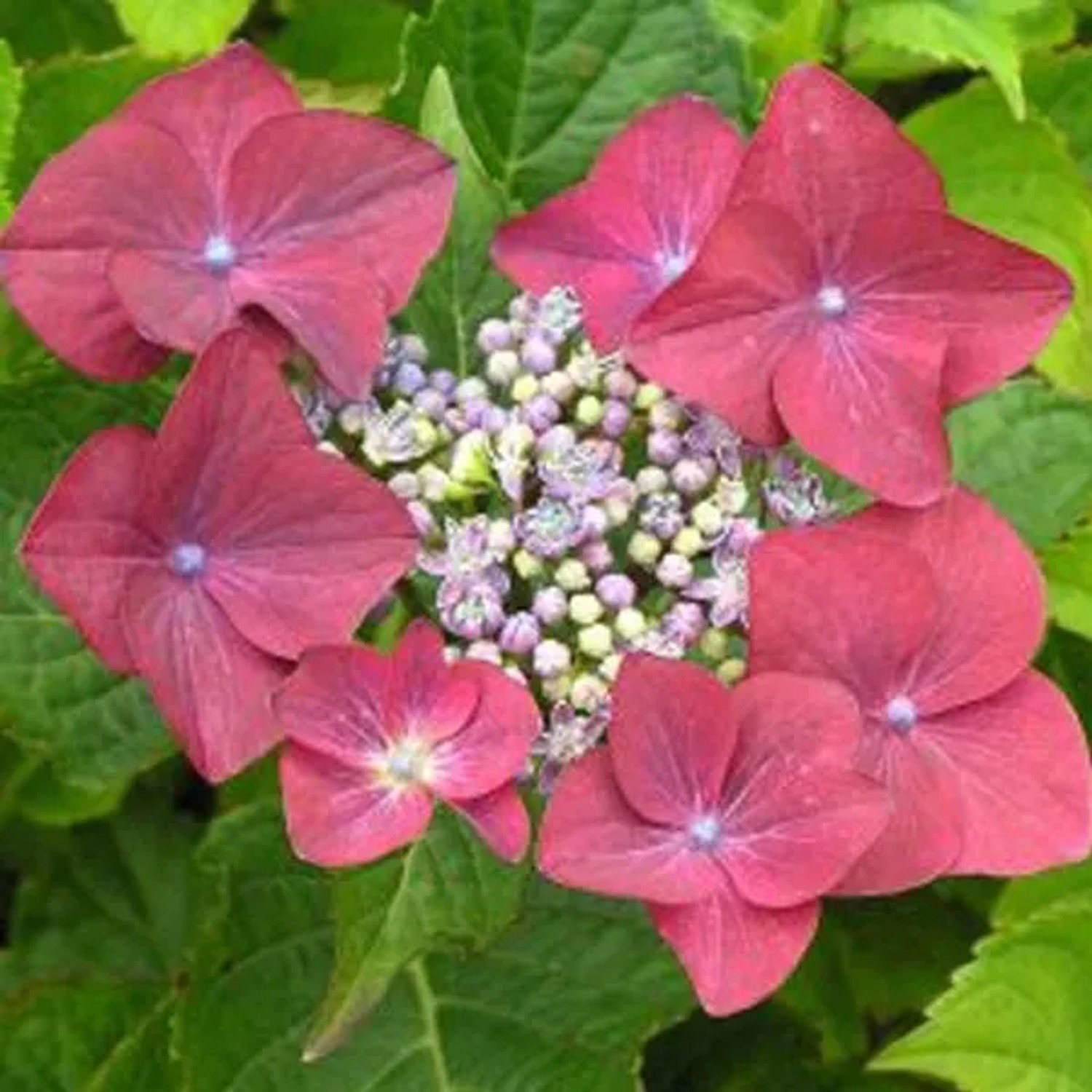 Hortensie 'Rotkehlchen' Hydrangea macrophylla 20 bis 25 cm im Container Tellerblüten