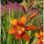 Garten Monbretie Emily Mc Kenzie - Crocosmia masoniorum