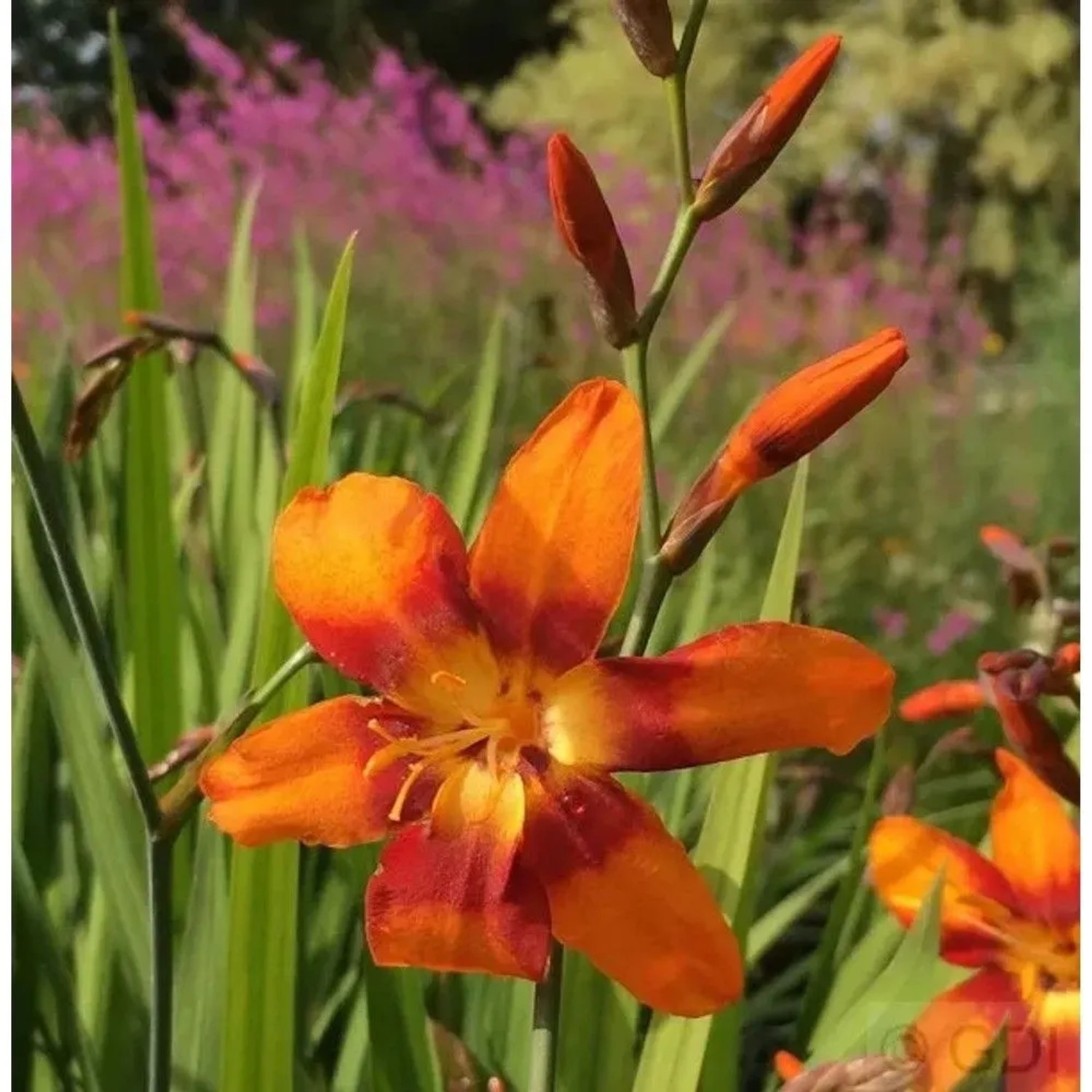 Garten Monbretie Emily Mc Kenzie - Crocosmia masoniorum