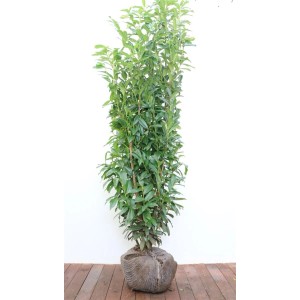 Immergrüner Kirschlorbeer 'Genolia' (150-175 cm) als Heckenpflanze mit dichtem, grünem Blattwerk.
