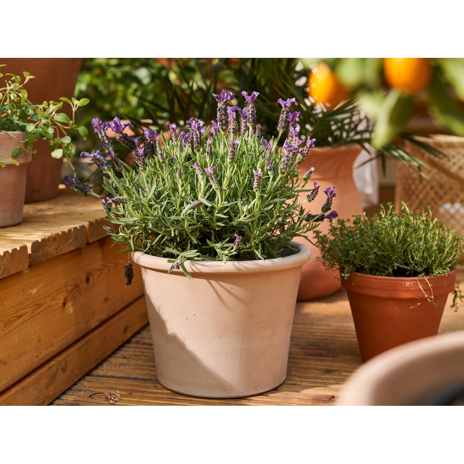 hefe als dnger fr rosen Rosendnger 1 Liter  Purgrn