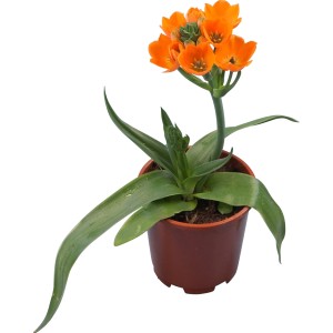 Stern von Bethlehem (Ornithogalum dubium) im Topf mit leuchtend orangen Blüten.