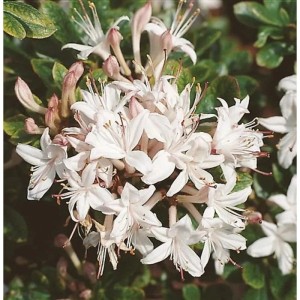 Blühender Rhododendron Sommerduft (Rhododendron viscosum) mit weißen Blüten.