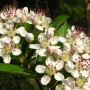 Blühende Filzige Apfelbeere (Aronia arbutifolia) im Topf mit weißen Blüten und grünen Blättern.
