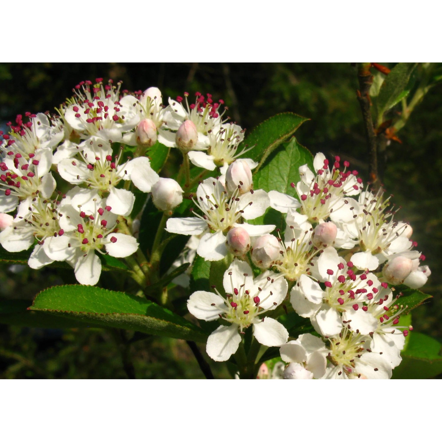 Blühende Filzige Apfelbeere (Aronia arbutifolia) im Topf mit weißen Blüten und grünen Blättern.