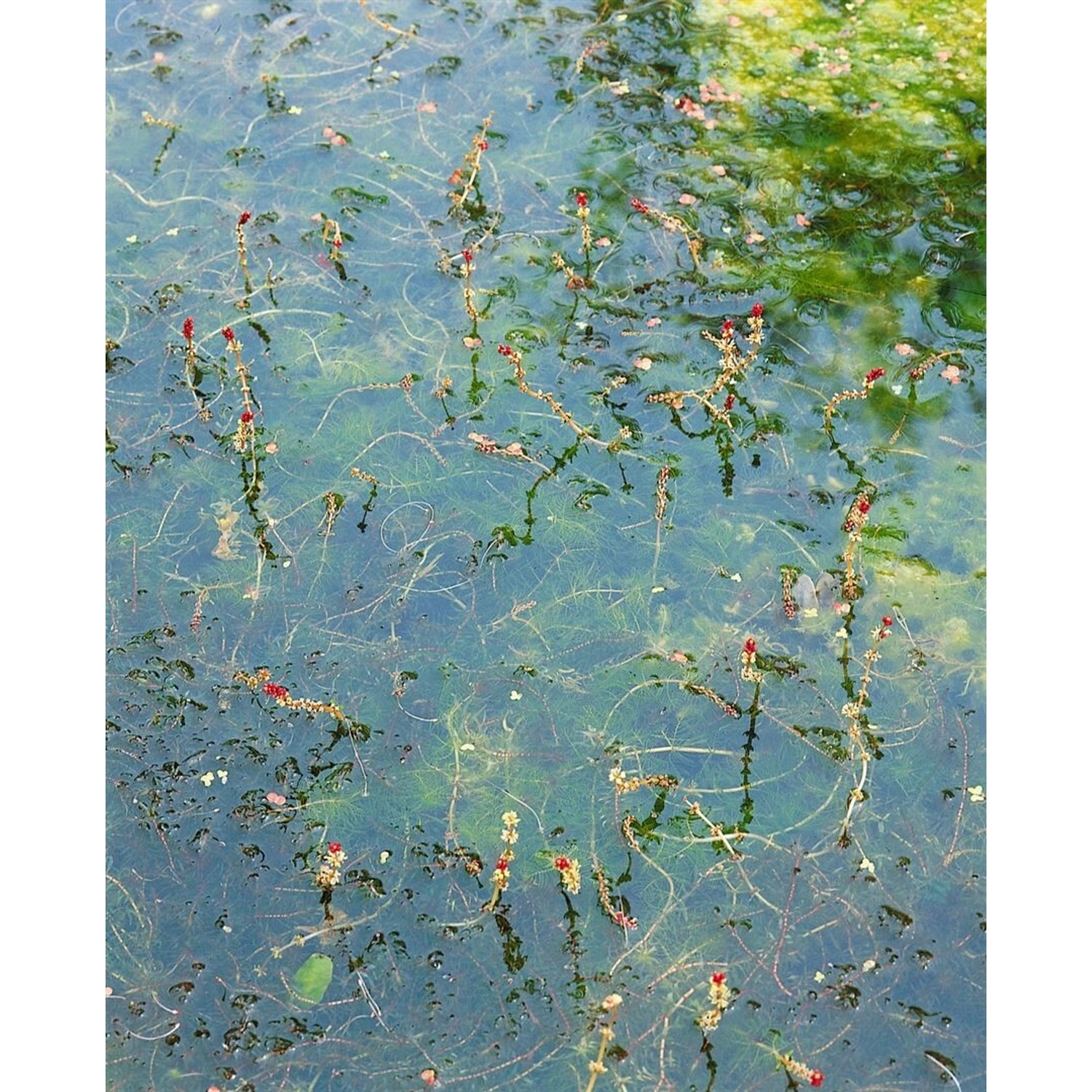 Myriophyllum Spicatum Tausendblatt Ca. 9x9 cm Topf günstig online kaufen